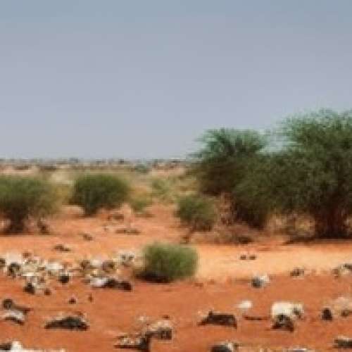 Carcass of dead sheep in rangeland due to drought
